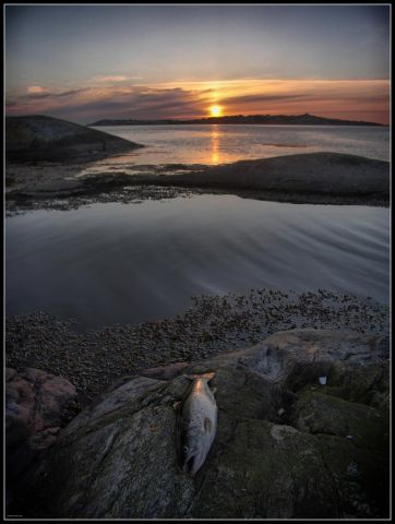 Kvällsöring