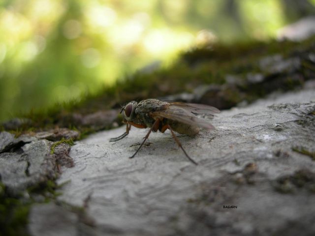fluga.JPG