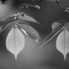 Blad