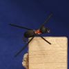 Halvflytande myra