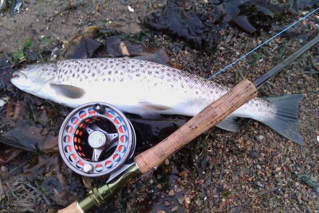 Havsöring 48 cm