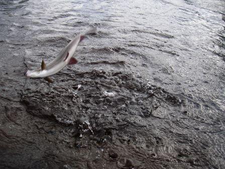 Norgefiske 028.JPG