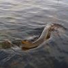 Babypike Babypike