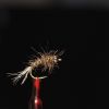 Pearly hares ear