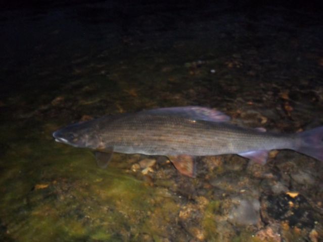 Allt 100709 106.jpg