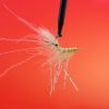 EP silky Shrimp