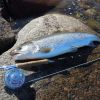 Havs�ring 3,9 kg 72 cm.