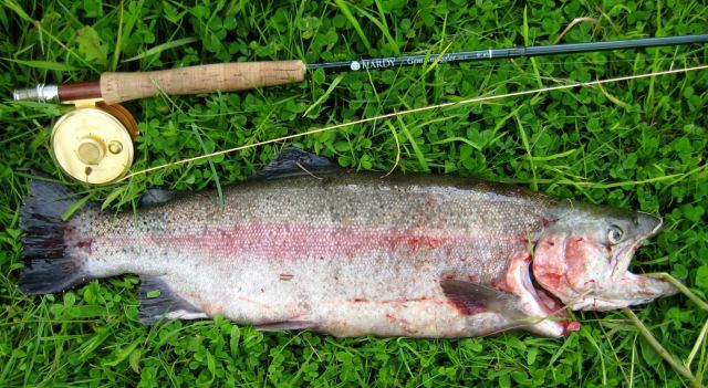 Regnbågsö 3,6 Kg 58 Cm