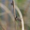 IMG 1268 IMG 1268