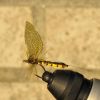 E. Vulgata Med Json system vingar.