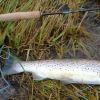 fisk2
