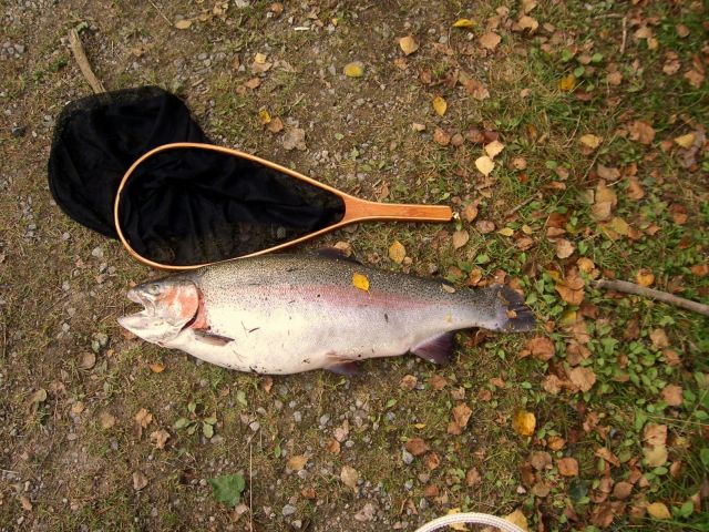 5,5 kg Kilsbergen  Svarttj�rn