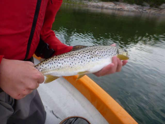 Havsöring