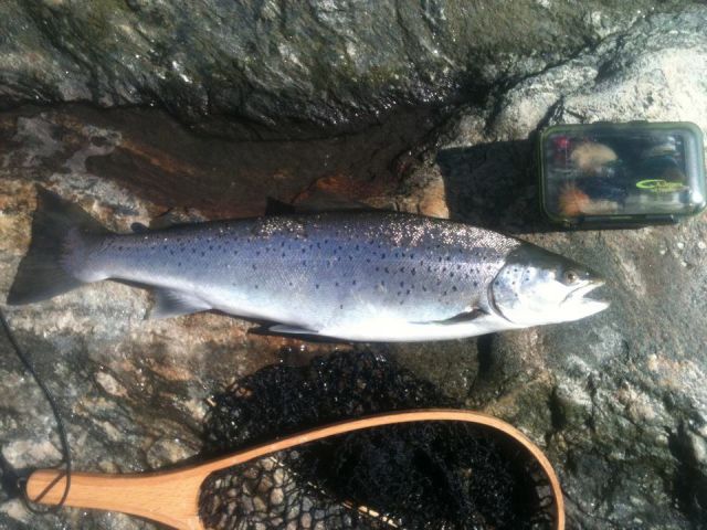 �ring2,2kg 58cm