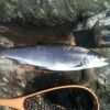 öring2,2kg 58cm
