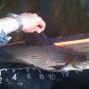 Harr 53cm
