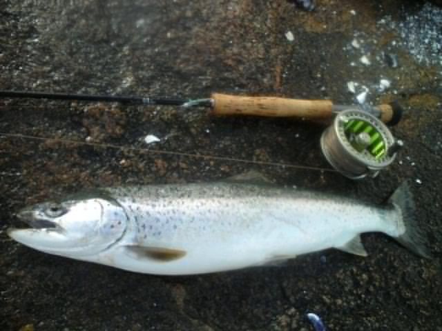 Hö 54 Cm