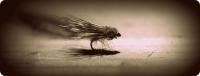 Bifogad bild: 1900 caddis x.jpg