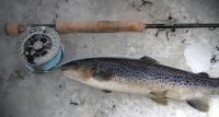 Bifogad bild: oring.JPG