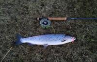 Bifogad bild: trout.jpg