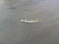 Bifogad bild: IMG478.JPG