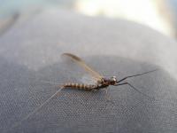 Bifogad bild: P7263442.JPG