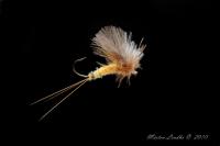 Vulgata_fly03.jpg
