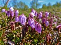Bifogad bild: blommor.jpg