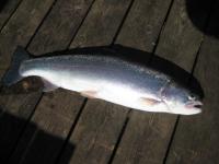 Bifogad bild: IMG_3767.JPG