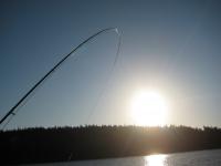 Bifogad bild: IMG_3741.JPG