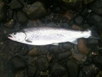 Bifogad bild: Havs�ring 2012-04-13.JPG