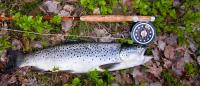 Bifogad bild: trout51.jpg