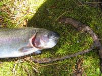 Bifogad bild: IMG_7251_edge.JPG