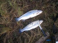 Bifogad bild: IMG_7263_edge.JPG