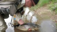 Bifogad bild: 78cm_browntrout.jpg