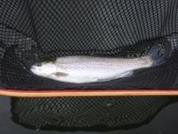 trout.JPG