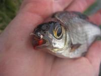 Bifogad bild: IMG_3354.JPG