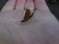 Bifogad bild: DSC00571.JPG