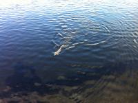 Bifogad bild: IMG_0068.JPG