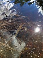 Bifogad bild: IMG_0065.JPG