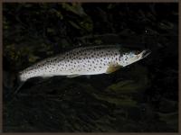 Bifogad bild: P5193223small.jpg