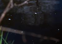 Bifogad bild: _DSC0947.jpg