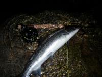 Bifogad bild: Havs�ring 2012-05-18.jpg