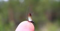 Bifogad bild: Fly.jpg