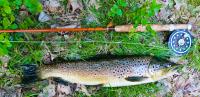 Bifogad bild: trout53.jpg