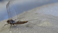 Bifogad bild: klackningjamtland20090617.gif