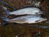 Bifogad bild: fisk.JPG