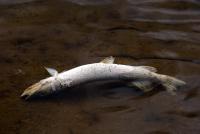 Bifogad bild: pike.jpg