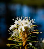 Bifogad bild: blomster.jpg