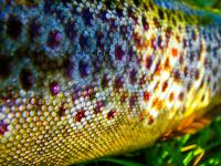 Bifogad bild: closeup.jpg